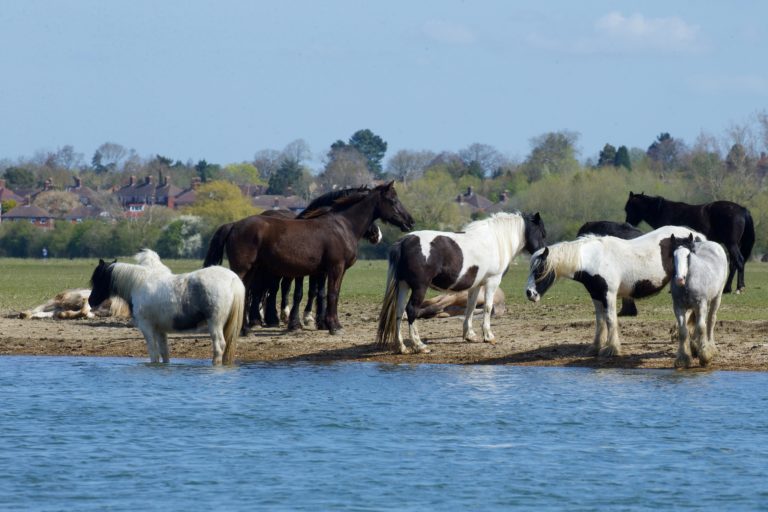 Oxford Media and Business School - Port Meadow